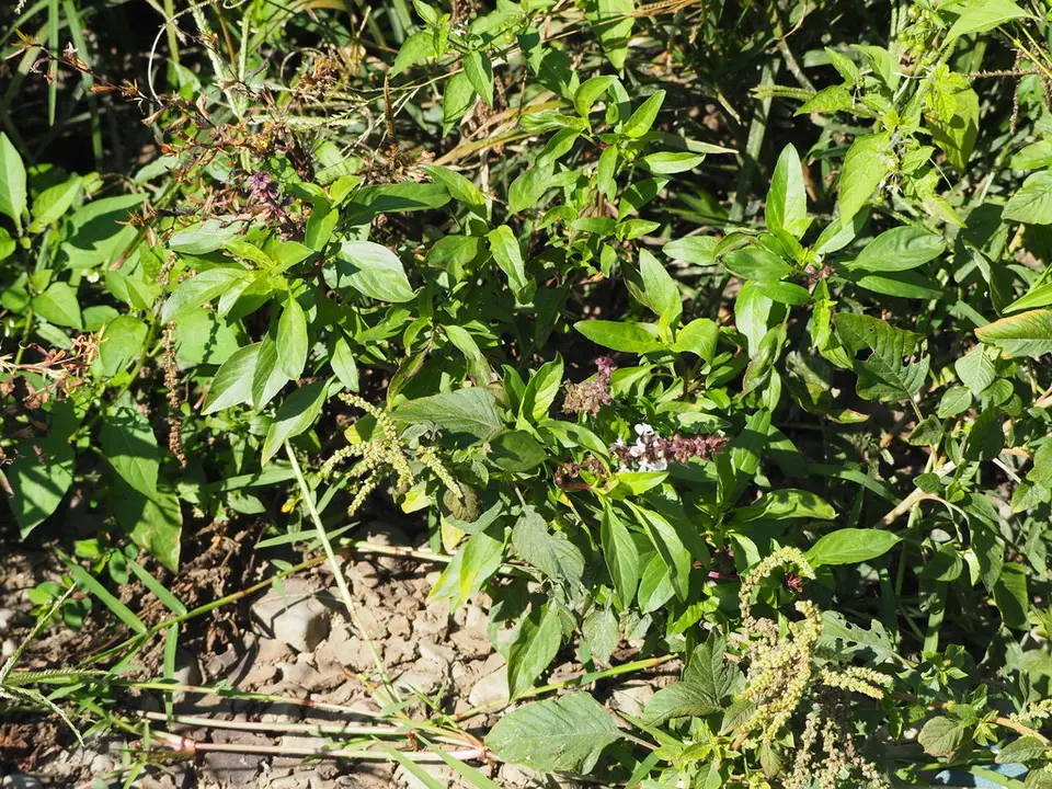 Sweet Basil (Ocimum basilicum)