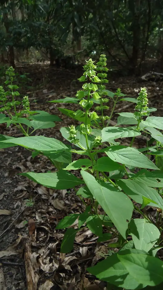 Wild Sweet Basil (Ocimum campechianum)