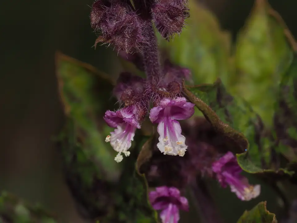 Holy Basil (Ocimum tenuiflorum)