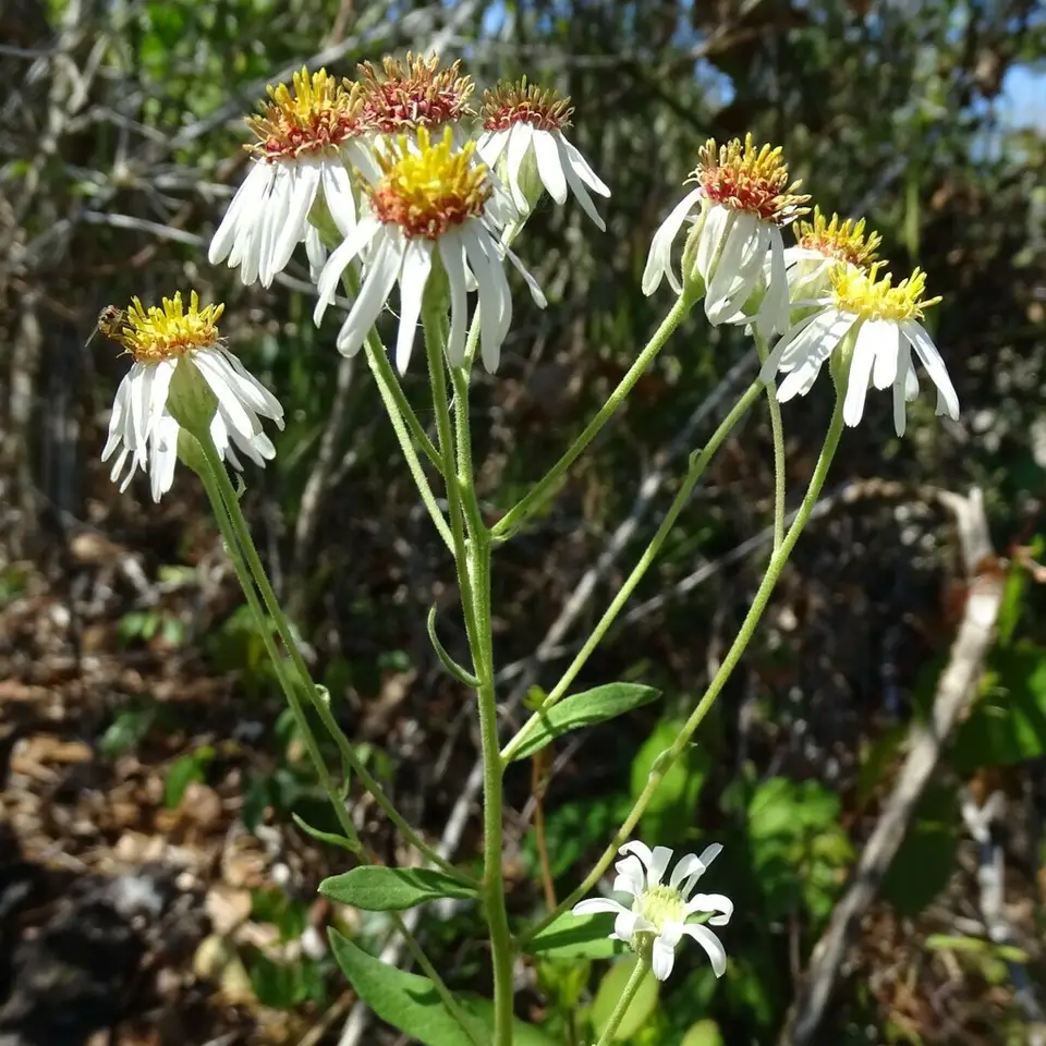 Pinebarren Aster (Oclemena reticulata)