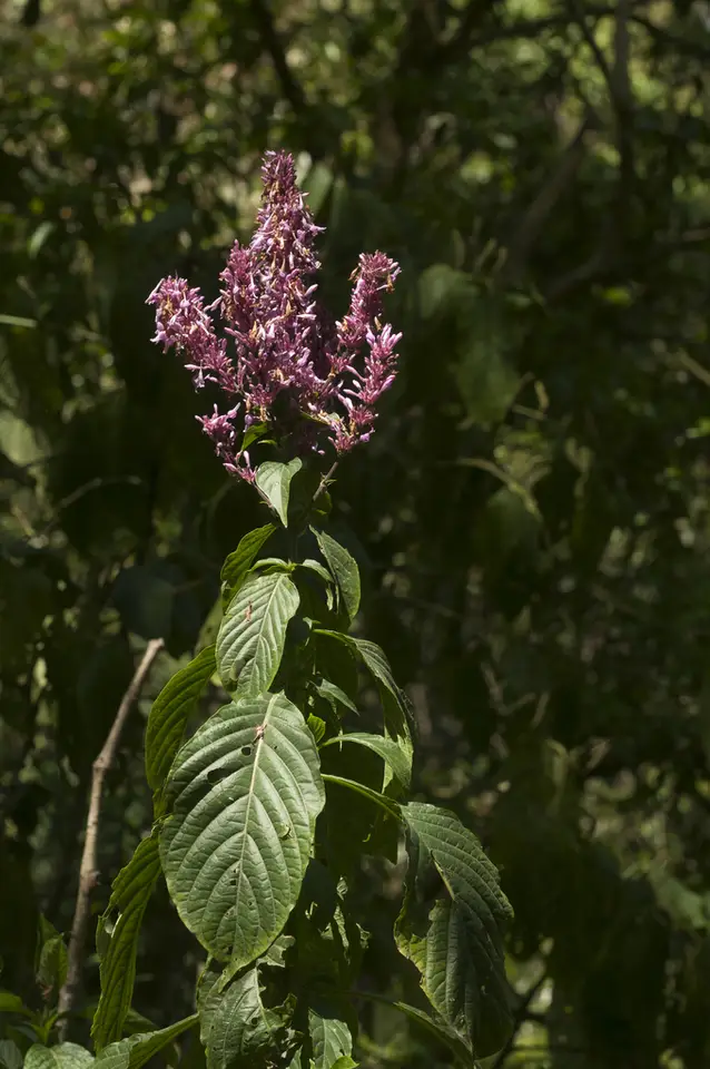 Odontonema callistachyum (Odontonema callistachyum)