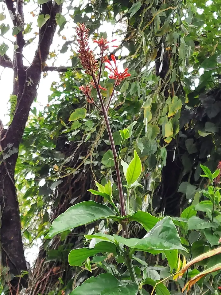 Cardinal’s Guard (Odontonema cuspidatum)