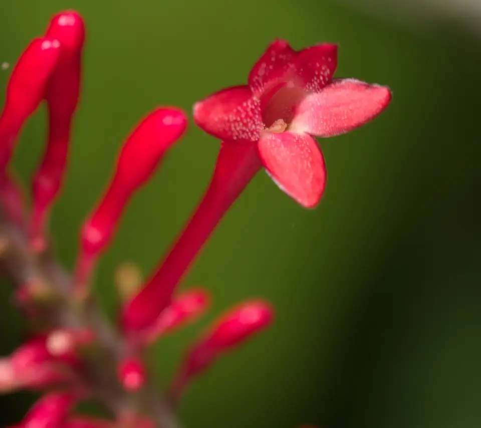 Firespike (Odontonema tubaeforme)