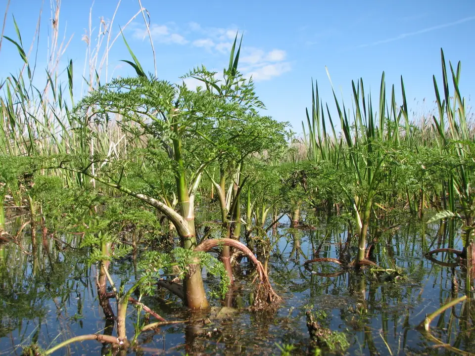 Fine-Leaved Water-Dropwort (Oenanthe aquatica)
