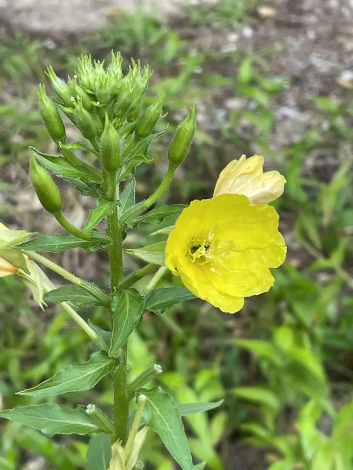 Common Evening-Primrose (Oenothera biennis)