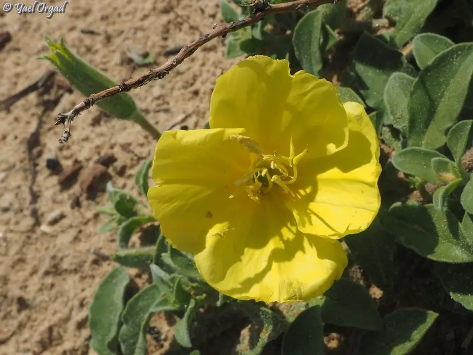 Beach Evening-Primrose (Oenothera drummondii)