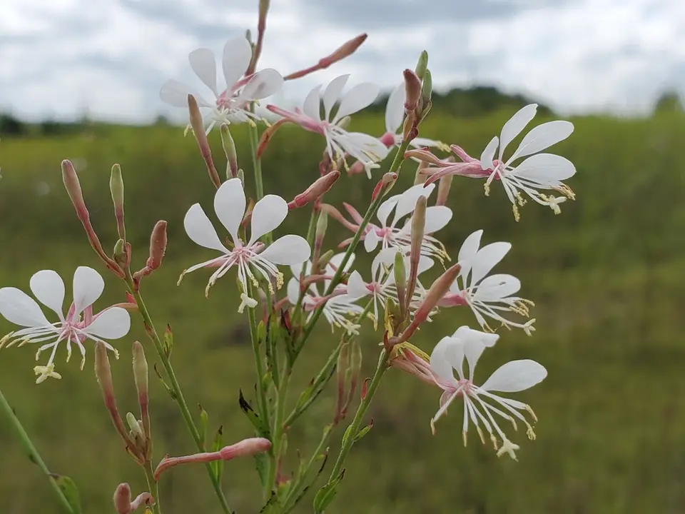 Longflower Beeblossom (Oenothera filiformis)