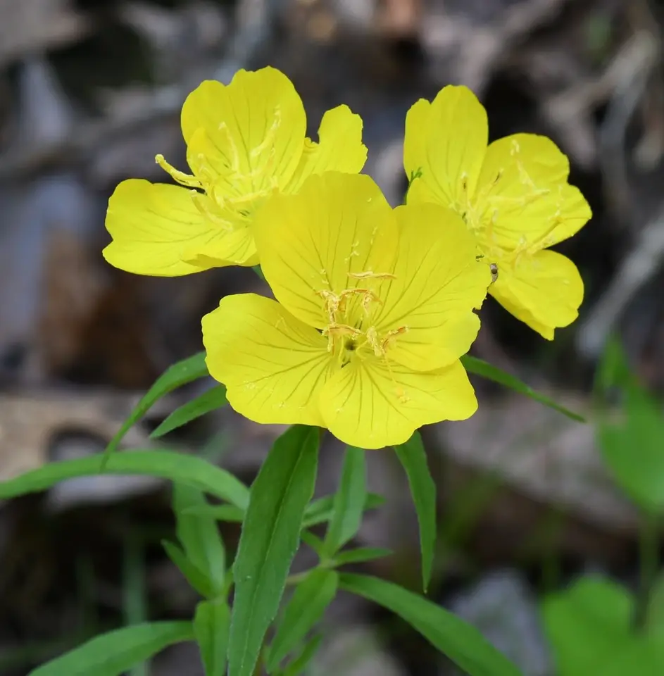 Narrow-Leaved Sundrops (Oenothera fruticosa)