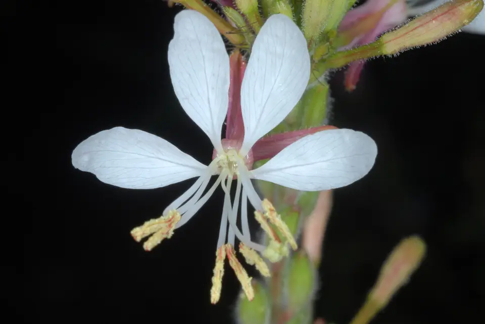 Biennial Beeblossom (Oenothera gaura)