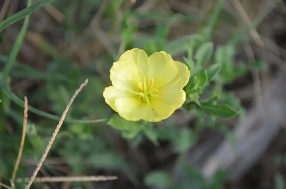Seabeach Evening-Primrose (Oenothera humifusa)