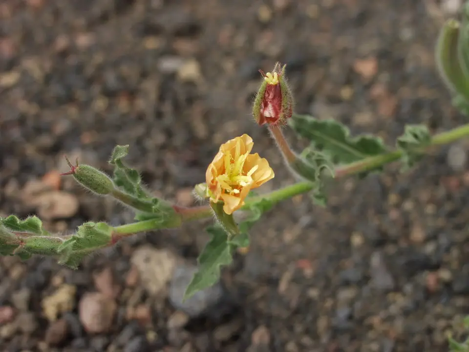 Small-Flower Evening-Primrose (Oenothera indecora)