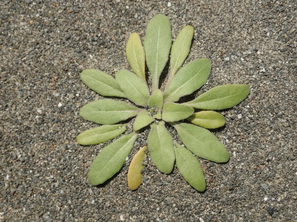 Cutleaf Evening Primrose (Oenothera laciniata)