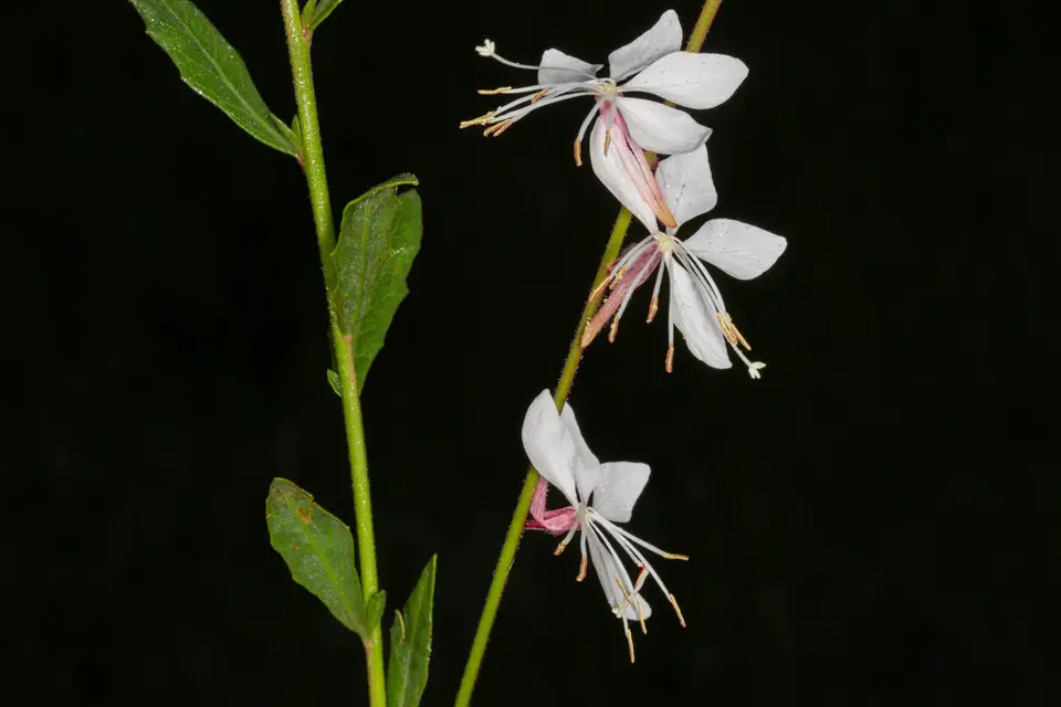 Clockweed (Oenothera lindheimeri)