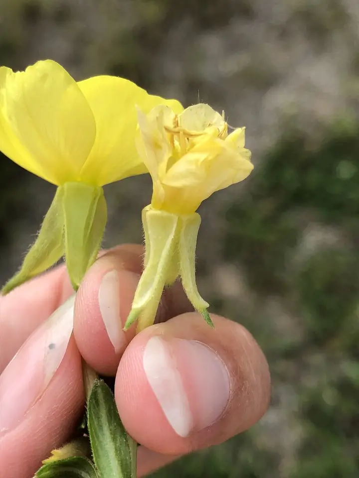 Northern Evening-Primrose (Oenothera parviflora)