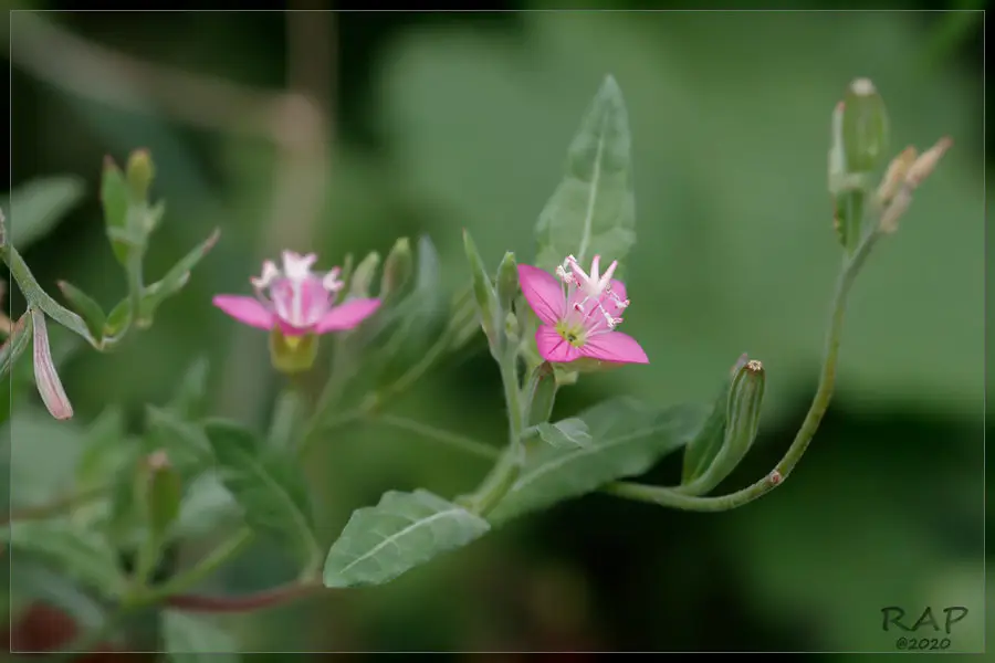 Rose Evening Primrose (Oenothera rosea)