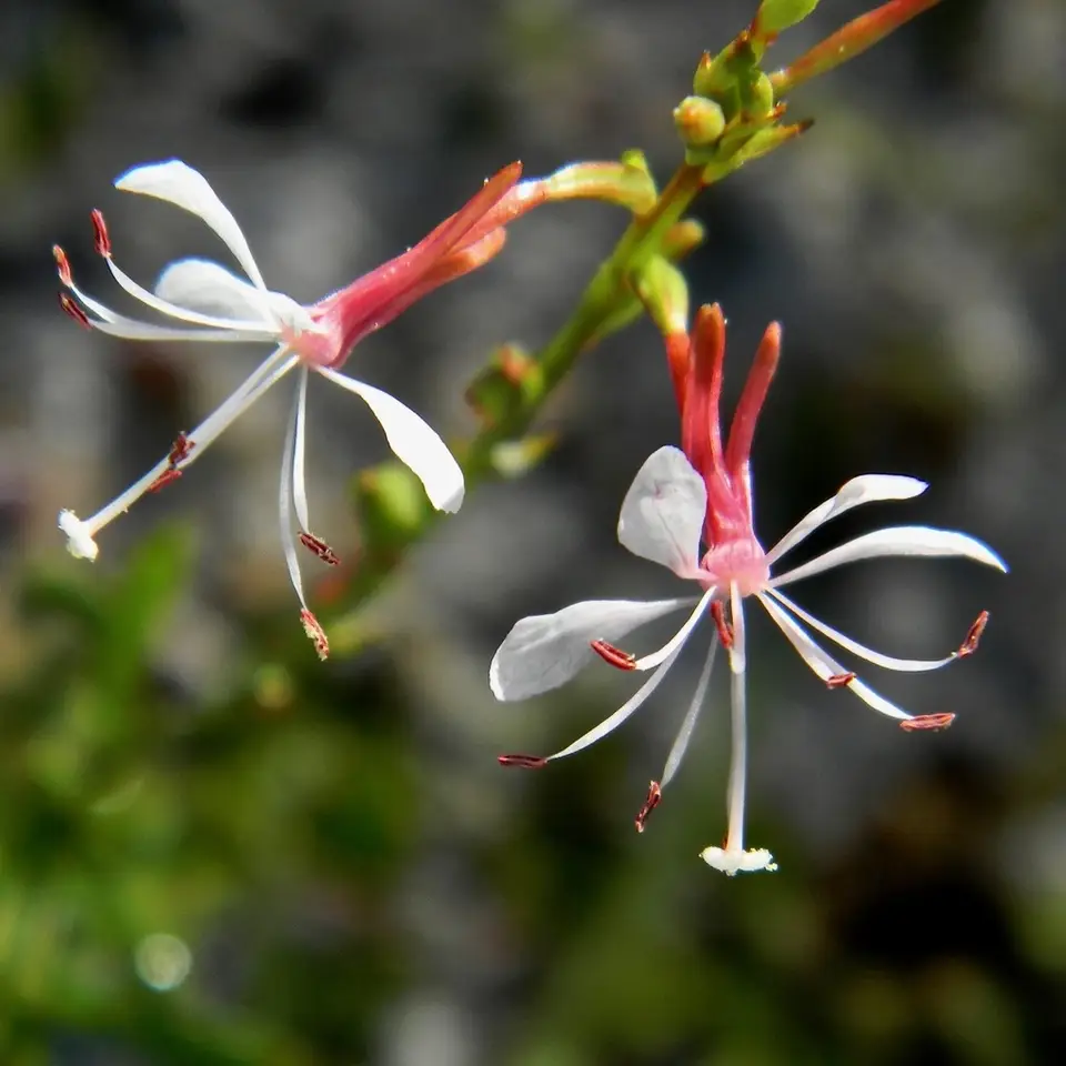 Southern Beeblossom (Oenothera simulans)