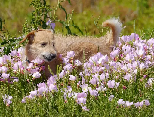Pinkladies (Oenothera speciosa)