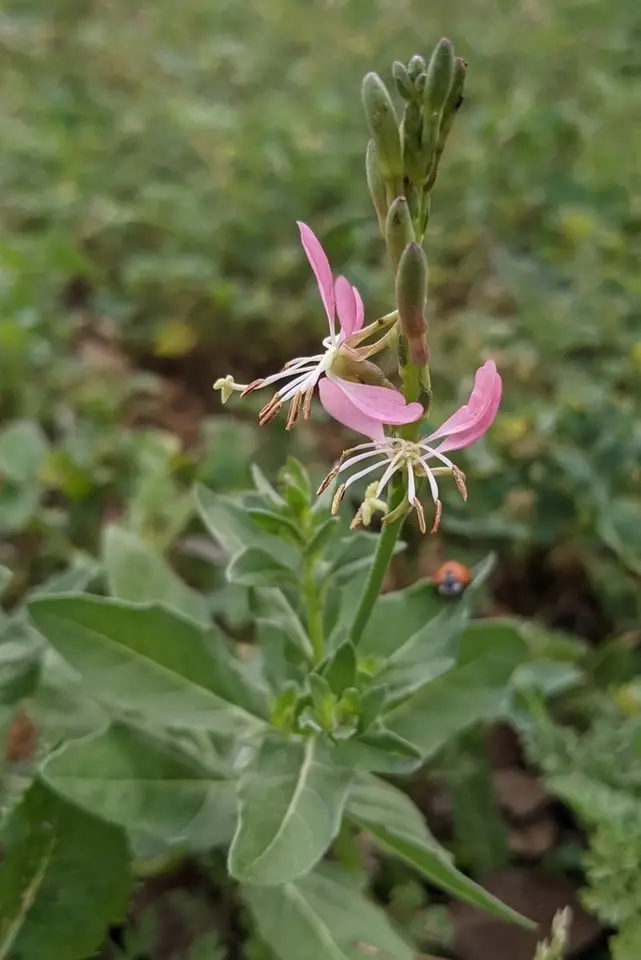 Roadside Gaura (Oenothera suffulta)