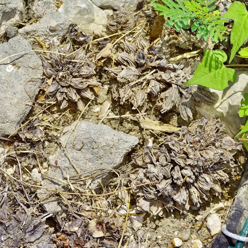 Stemless Evening Primrose (Oenothera triloba)