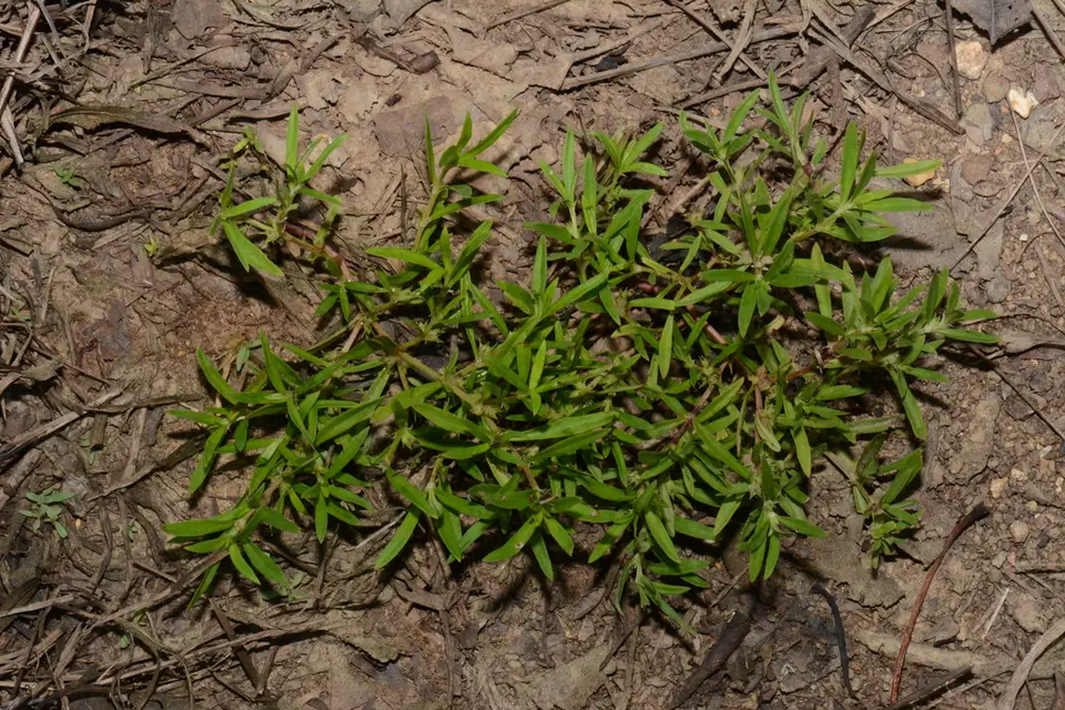 Bosc's Mille Graines (Oldenlandia boscii)