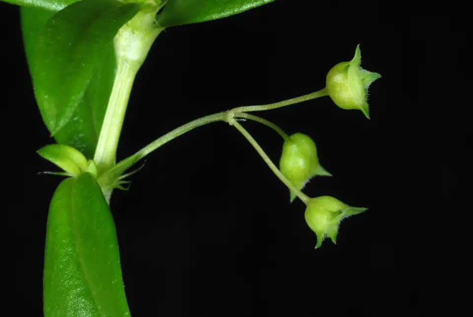 Old World Diamond Flower (Oldenlandia corymbosa)