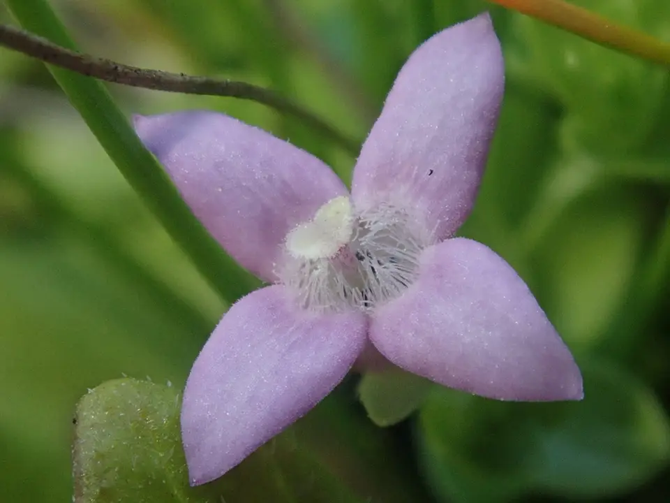 Oldenlandia salzmannii (Oldenlandia salzmannii)