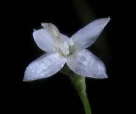 Creeping Bluet (Oldenlandiopsis callitrichoides)