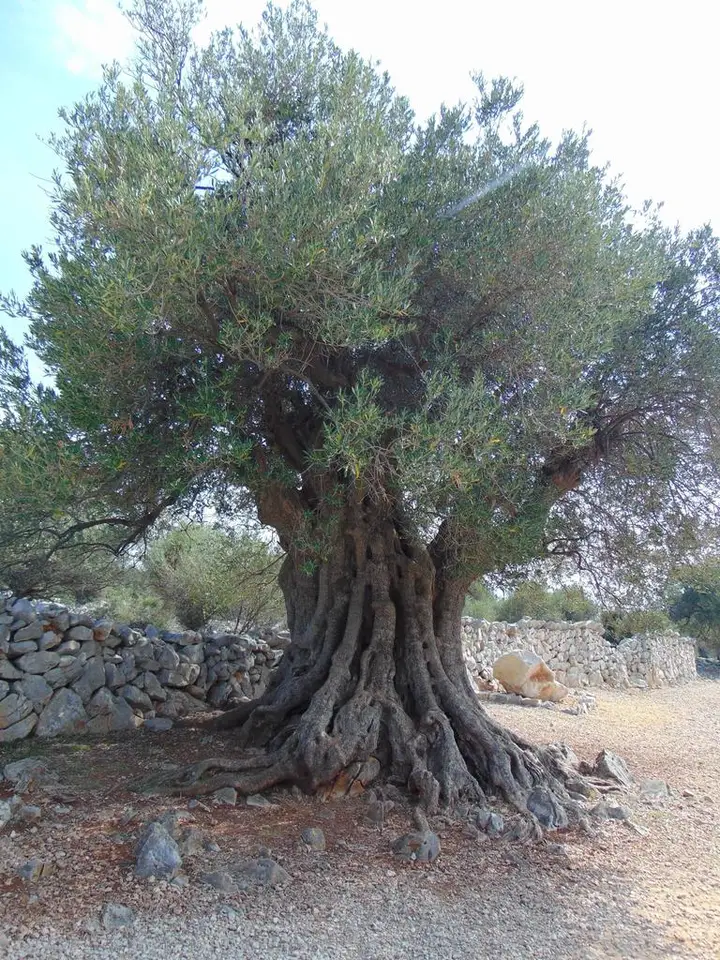 Olive (Olea europaea)