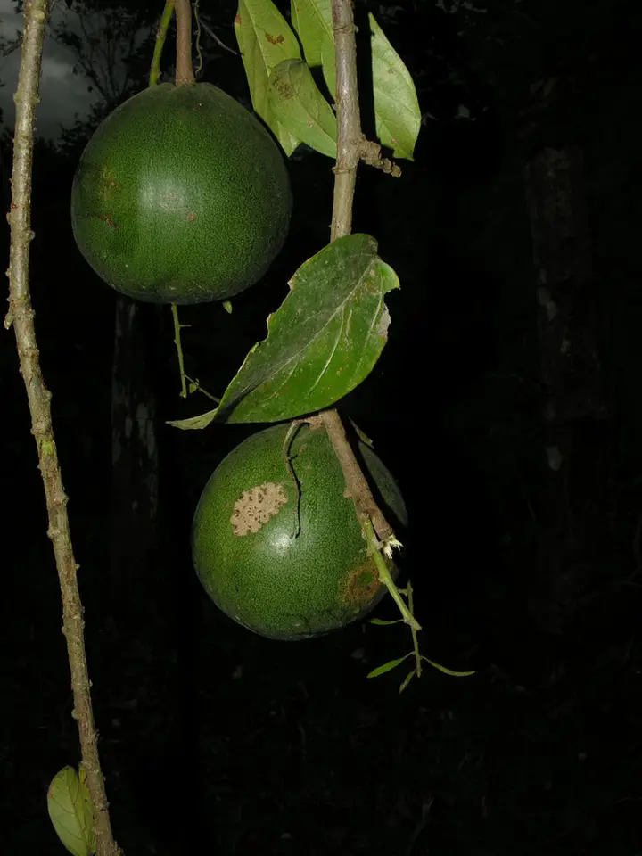 Omphalea diandra (Omphalea diandra)