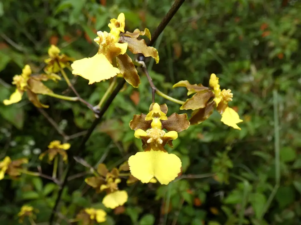 Florida Oncidium (Oncidium ensatum)