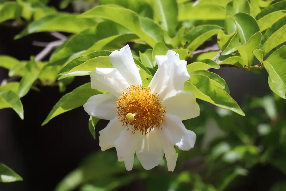 Fried-Egg Flower (Oncoba spinosa)