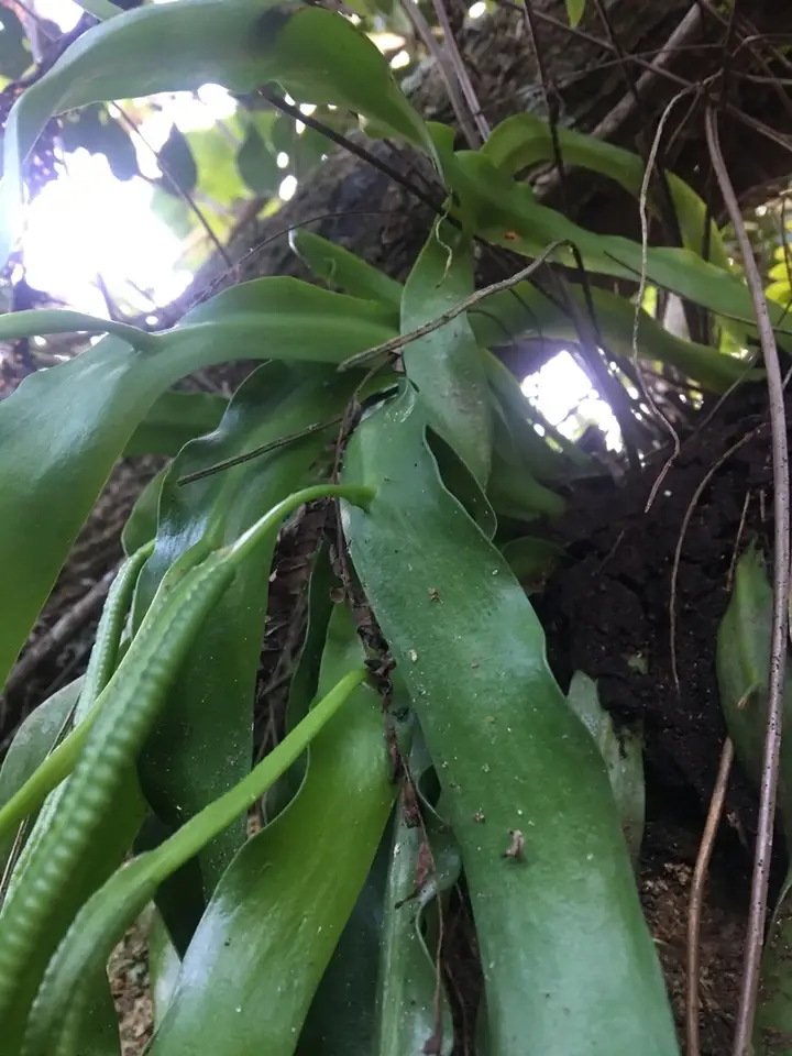 Ribbon Fern (Ophioderma pendulum)