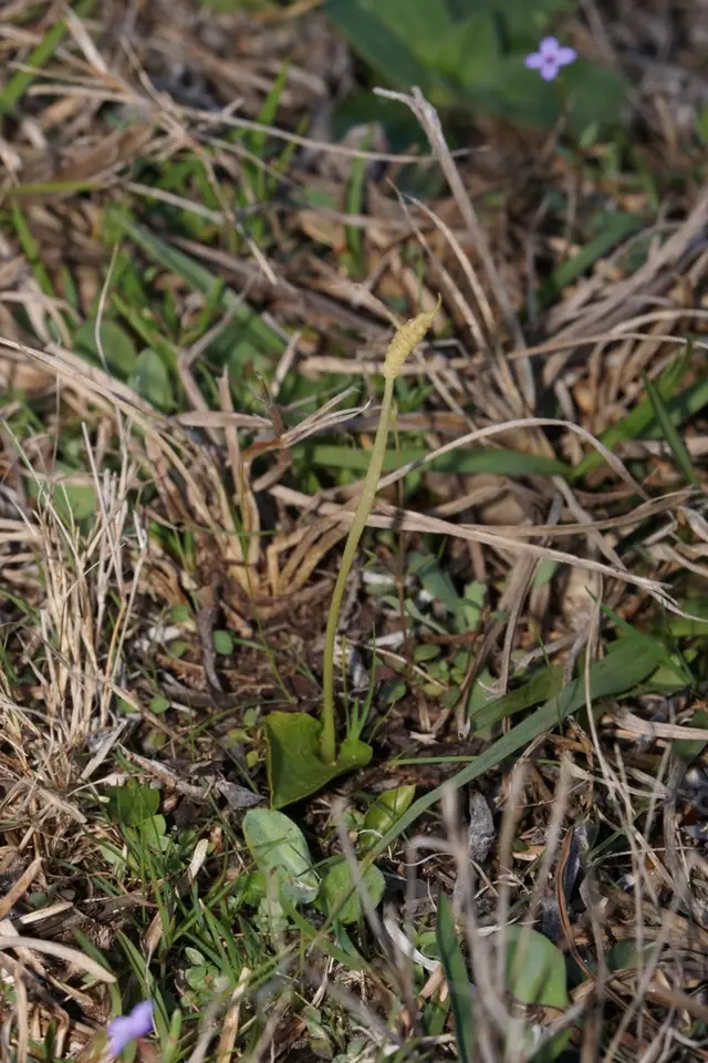 Bulbous Adder's-Tongue (Ophioglossum crotalophoroides)
