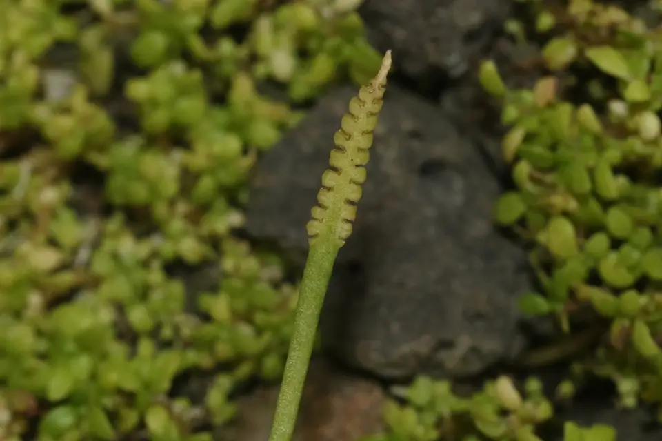 Slender Adder's-Tongue (Ophioglossum nudicaule)