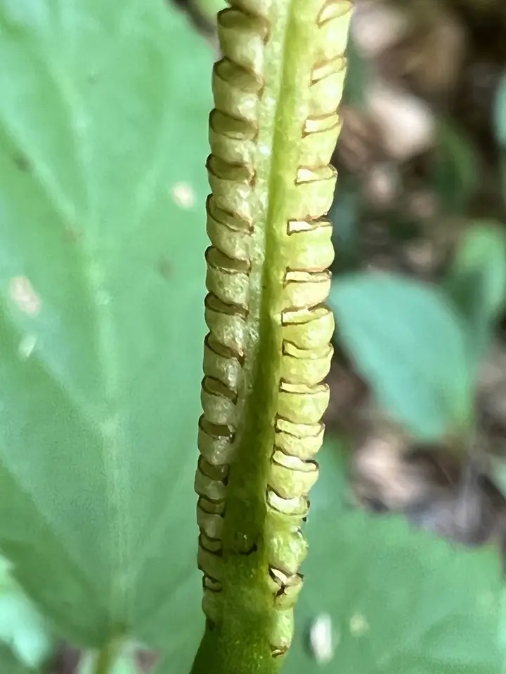 Southern Adder's-Tongue (Ophioglossum pycnostichum)