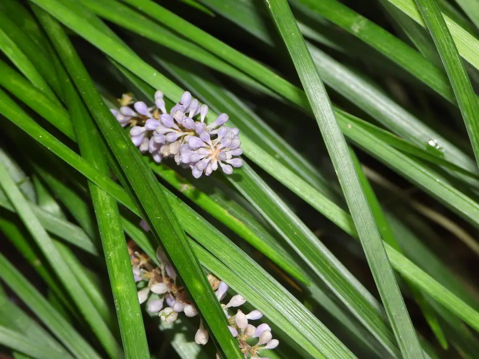 Dwarf Lily-Turf (Ophiopogon japonicus)