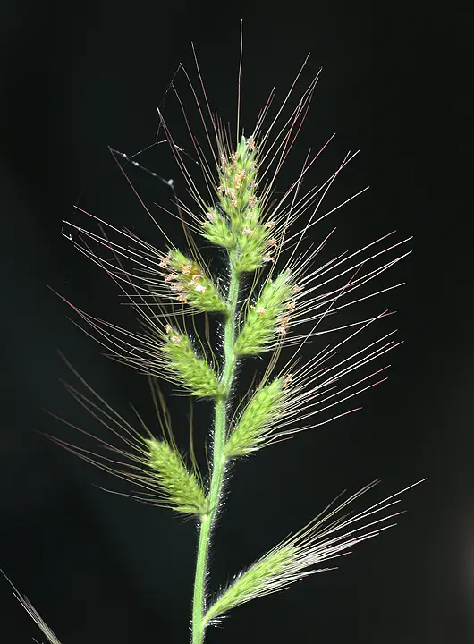 Burmann's Basketgrass (Oplismenus burmanni)