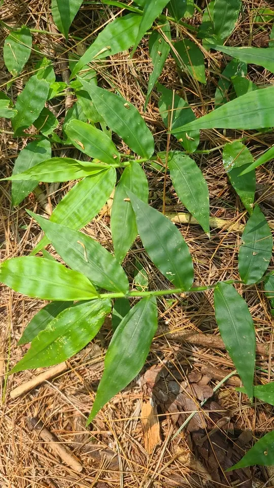 Wavyleaf Basketgrass (Oplismenus undulatifolius)