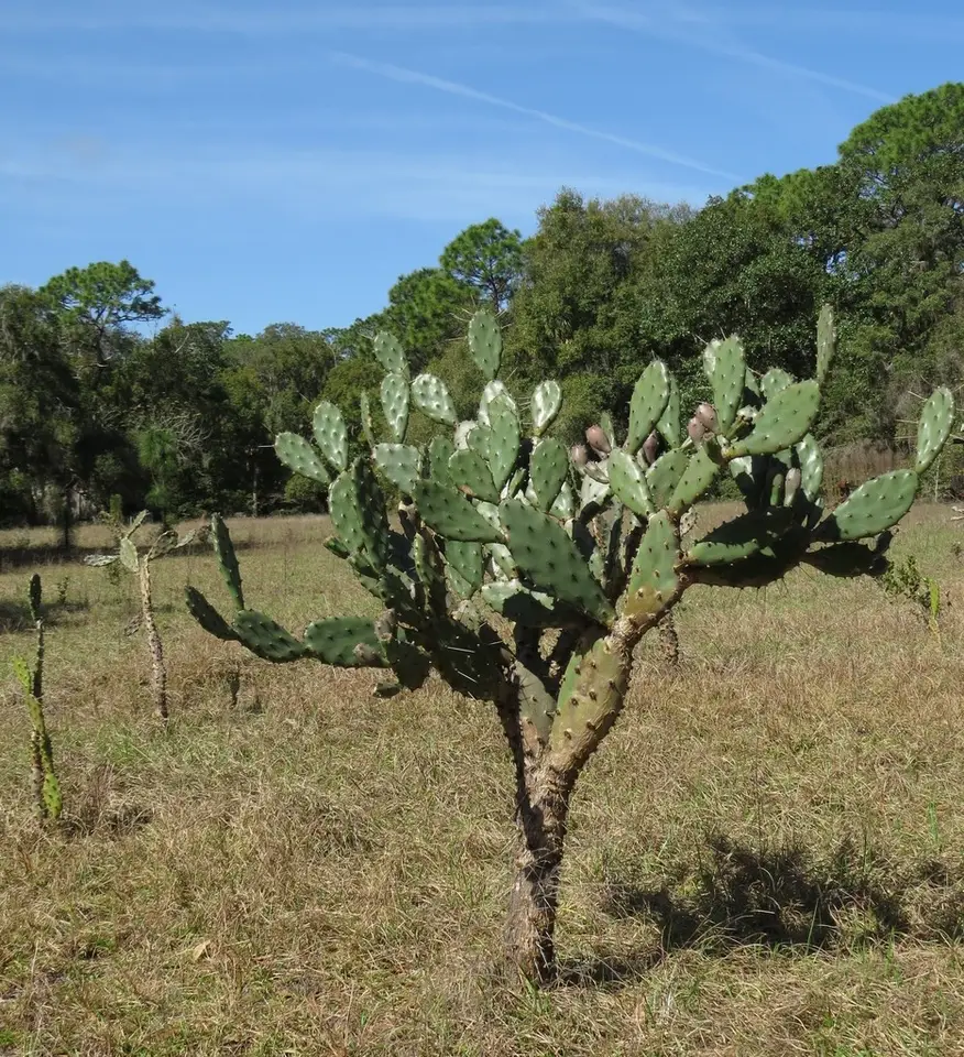 Florida Beach Pricklypear (Opuntia ammophila)