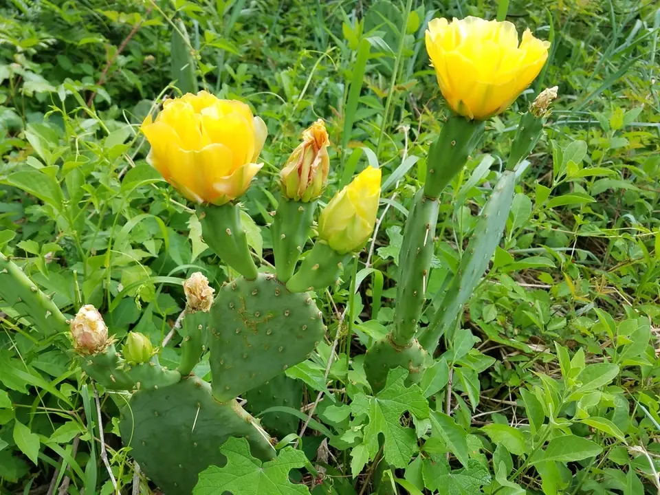 Beach Prickly Pear (Opuntia anahuacensis)