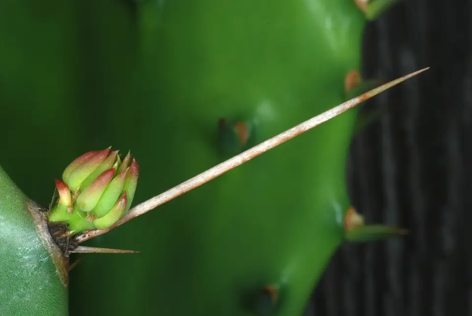 Florida Pricklypear (Opuntia austrina)