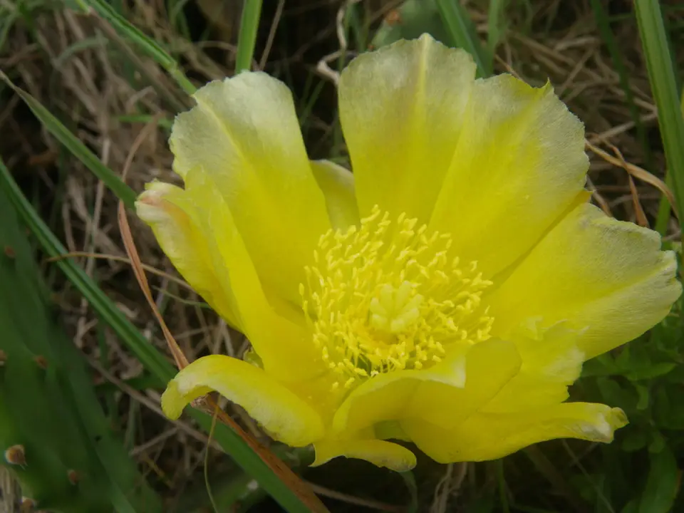 Beach Texas Pricklypear (Opuntia bentonii)