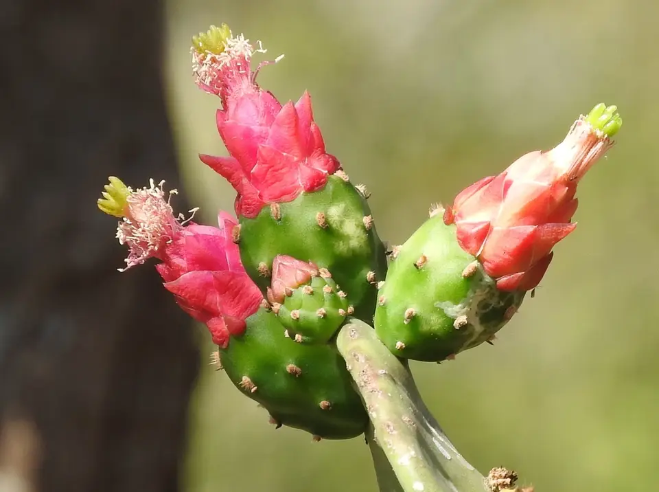 Cochineal Nopal Cactus (Opuntia cochenillifera)
