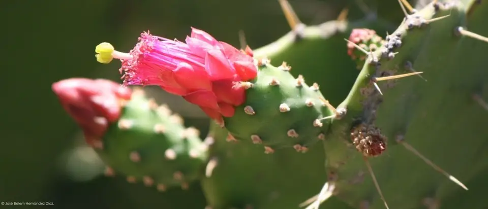 Opuntia dejecta (Opuntia dejecta)