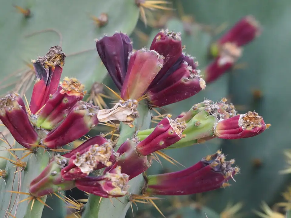 Erect Pricklypear (Opuntia dillenii)