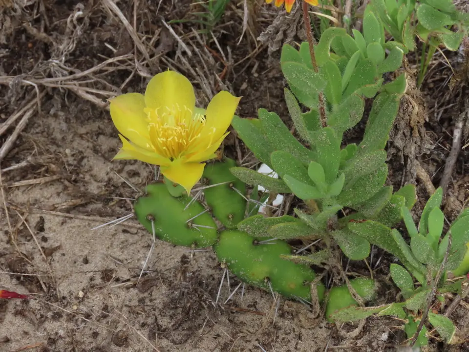 Creeping Cactus (Opuntia drummondii)