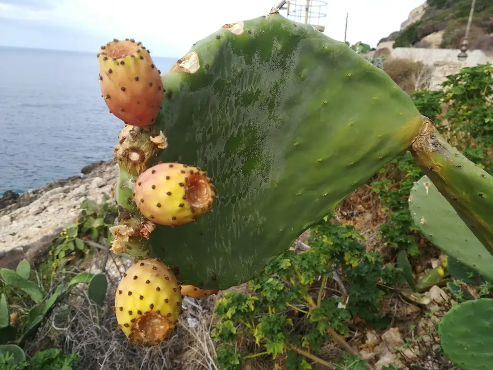 Indian Fig Opuntia (Opuntia ficus-indica)