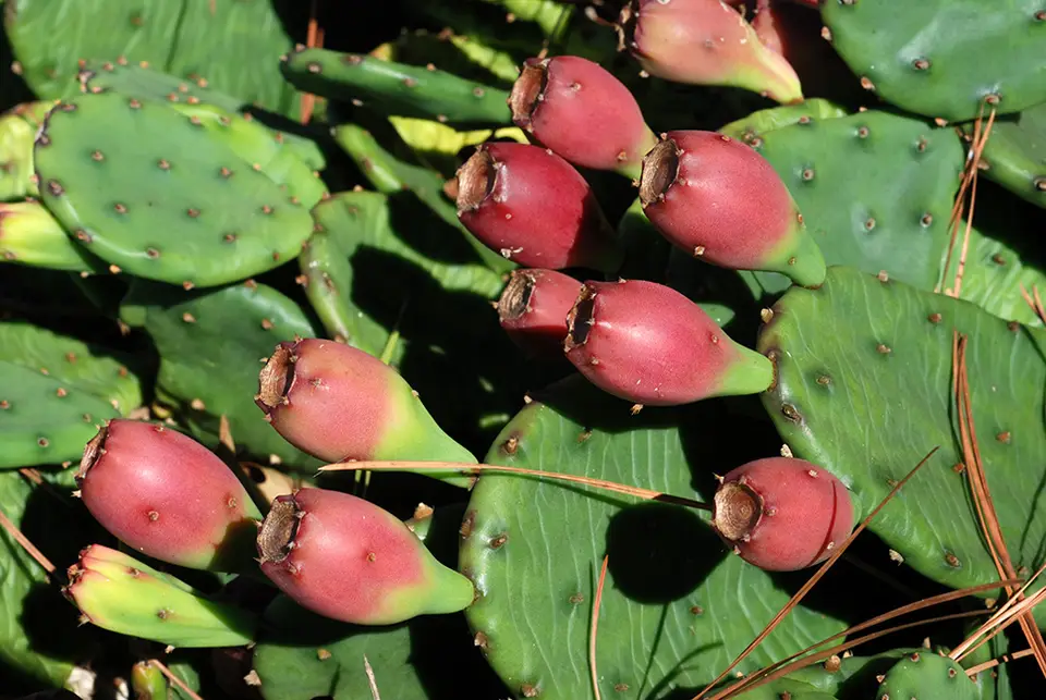 Low Pricklypear (Opuntia humifusa)