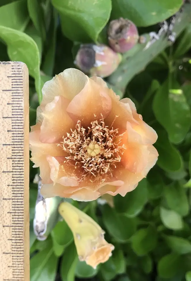 Opuntia keyensis (Opuntia keyensis)