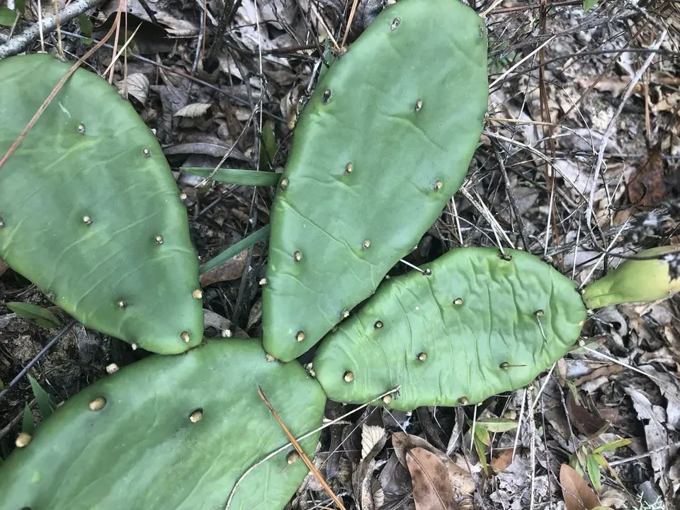 Southeastern Pricklypear (Opuntia mesacantha)
